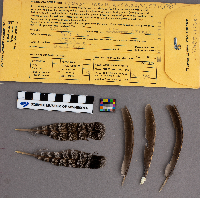 Bonasa umbellus image