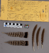 Bonasa umbellus image