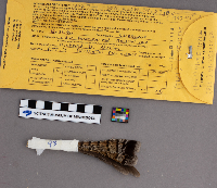 Bonasa umbellus image