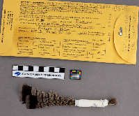 Bonasa umbellus image