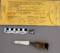 Bonasa umbellus image