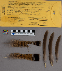 Bonasa umbellus image