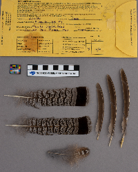 Bonasa umbellus image