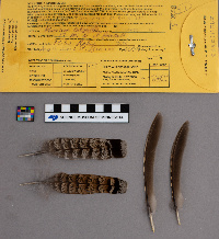 Bonasa umbellus image