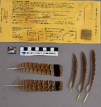 Bonasa umbellus image