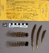 Bonasa umbellus image