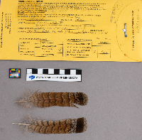 Bonasa umbellus image