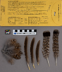 Bonasa umbellus image