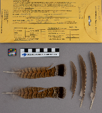 Bonasa umbellus image