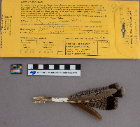 Bonasa umbellus image