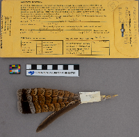 Bonasa umbellus image