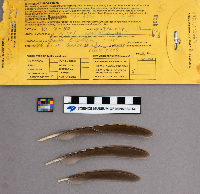 Bonasa umbellus image