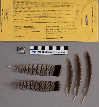 Bonasa umbellus image