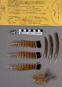 Bonasa umbellus image