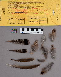 Bonasa umbellus image