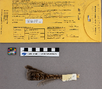 Bonasa umbellus image