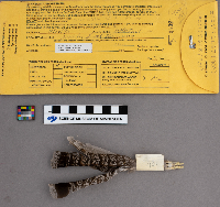 Bonasa umbellus image