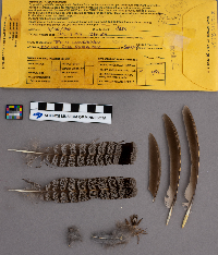 Bonasa umbellus image