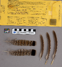 Bonasa umbellus image