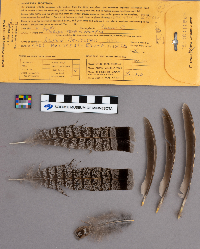 Bonasa umbellus image