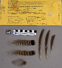 Bonasa umbellus image