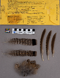 Bonasa umbellus image