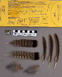 Bonasa umbellus image