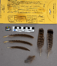 Bonasa umbellus image