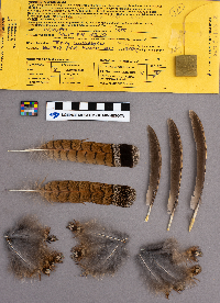 Bonasa umbellus image