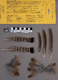 Bonasa umbellus image