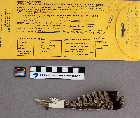 Bonasa umbellus image