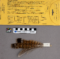 Bonasa umbellus image