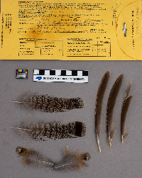 Bonasa umbellus image