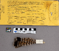 Bonasa umbellus image