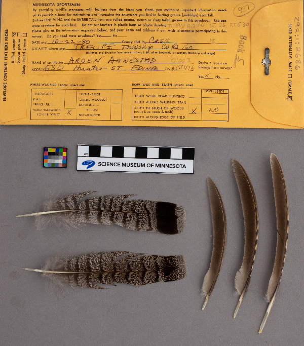 Bonasa umbellus image