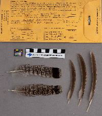 Bonasa umbellus image