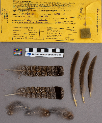 Bonasa umbellus image