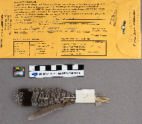 Bonasa umbellus image