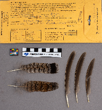 Bonasa umbellus image