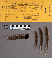 Bonasa umbellus image