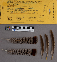 Bonasa umbellus image