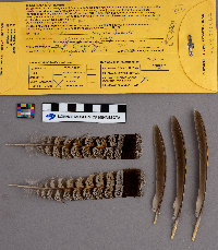 Bonasa umbellus image