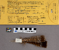 Bonasa umbellus image