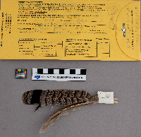 Bonasa umbellus image