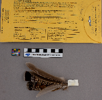 Bonasa umbellus image