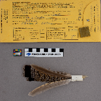 Bonasa umbellus image