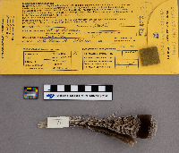 Bonasa umbellus image