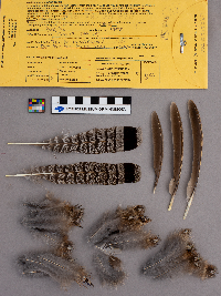 Bonasa umbellus image