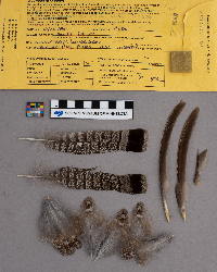 Bonasa umbellus image