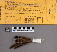 Bonasa umbellus image